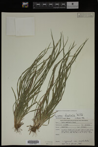 Carex digitalis image