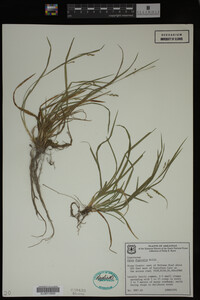 Carex digitalis image