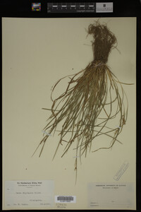 Carex digitalis image