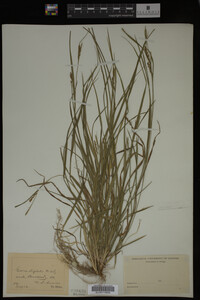 Carex digitalis image