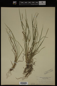 Carex digitalis image