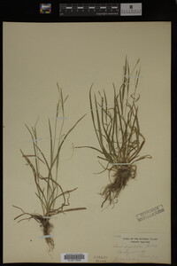 Carex digitalis image