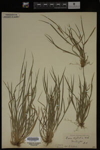 Carex digitalis image