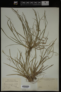Carex digitalis image