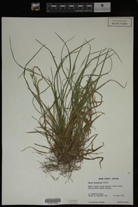 Carex digitalis image