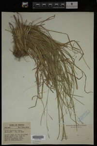 Carex digitalis image