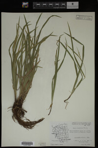 Carex digitalis image