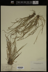 Carex digitalis image