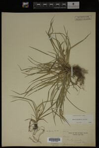 Carex digitalis image