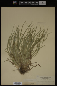 Carex digitalis image