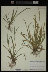 Carex digitalis image