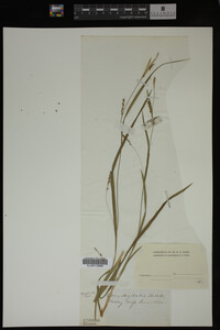 Carex digitalis image