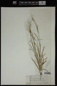 Carex digitalis image