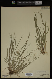 Carex digitalis image