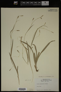 Carex digitalis image