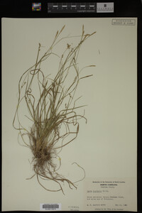 Carex digitalis image