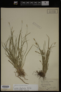 Carex digitalis image