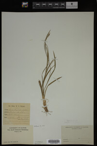 Carex digitalis image