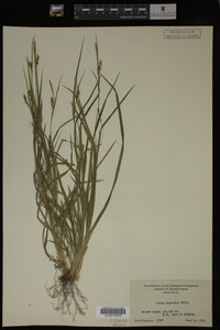 Carex digitalis image