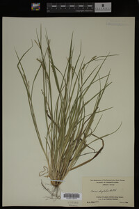 Carex digitalis image