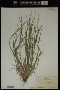 Carex digitalis image