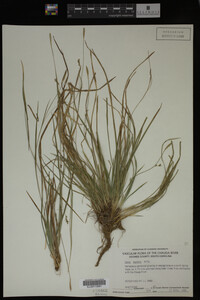 Carex digitalis image