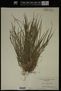 Carex digitalis image