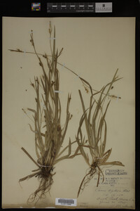 Carex digitalis image