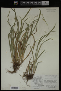 Carex digitalis image