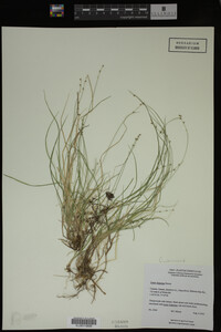 Media resource of Carex disperma
