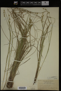 Carex echinata image