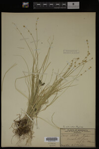 Carex echinata image