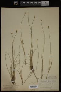 Carex echinata image