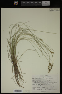 Carex echinata image