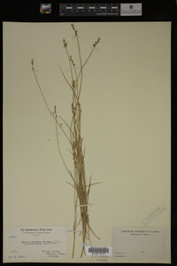 Carex echinata image