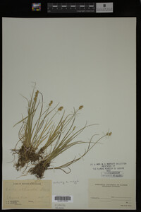 Carex echinata image