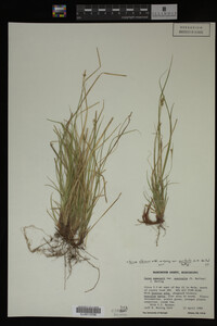 Carex albicans image