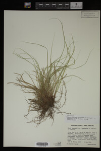 Carex albicans image
