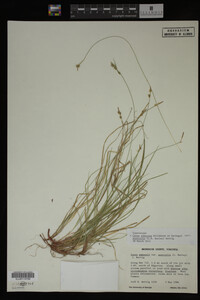 Carex albicans image
