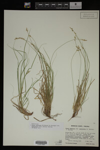 Carex albicans image