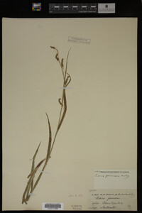 Carex formosa image