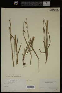 Carex formosa image
