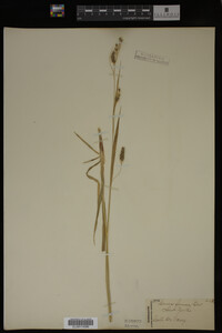 Carex formosa image