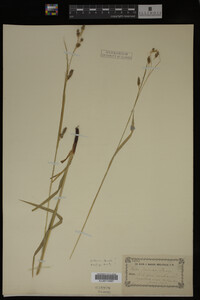 Media resource of Carex formosa