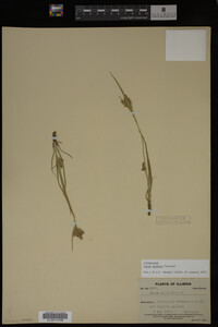 Carex garberi image