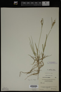Carex garberi image