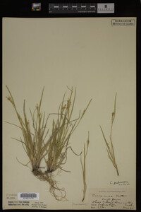 Carex garberi image