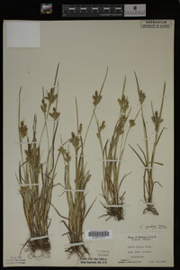 Carex garberi image