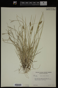 Media resource of Carex garberi