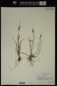 Carex garberi image